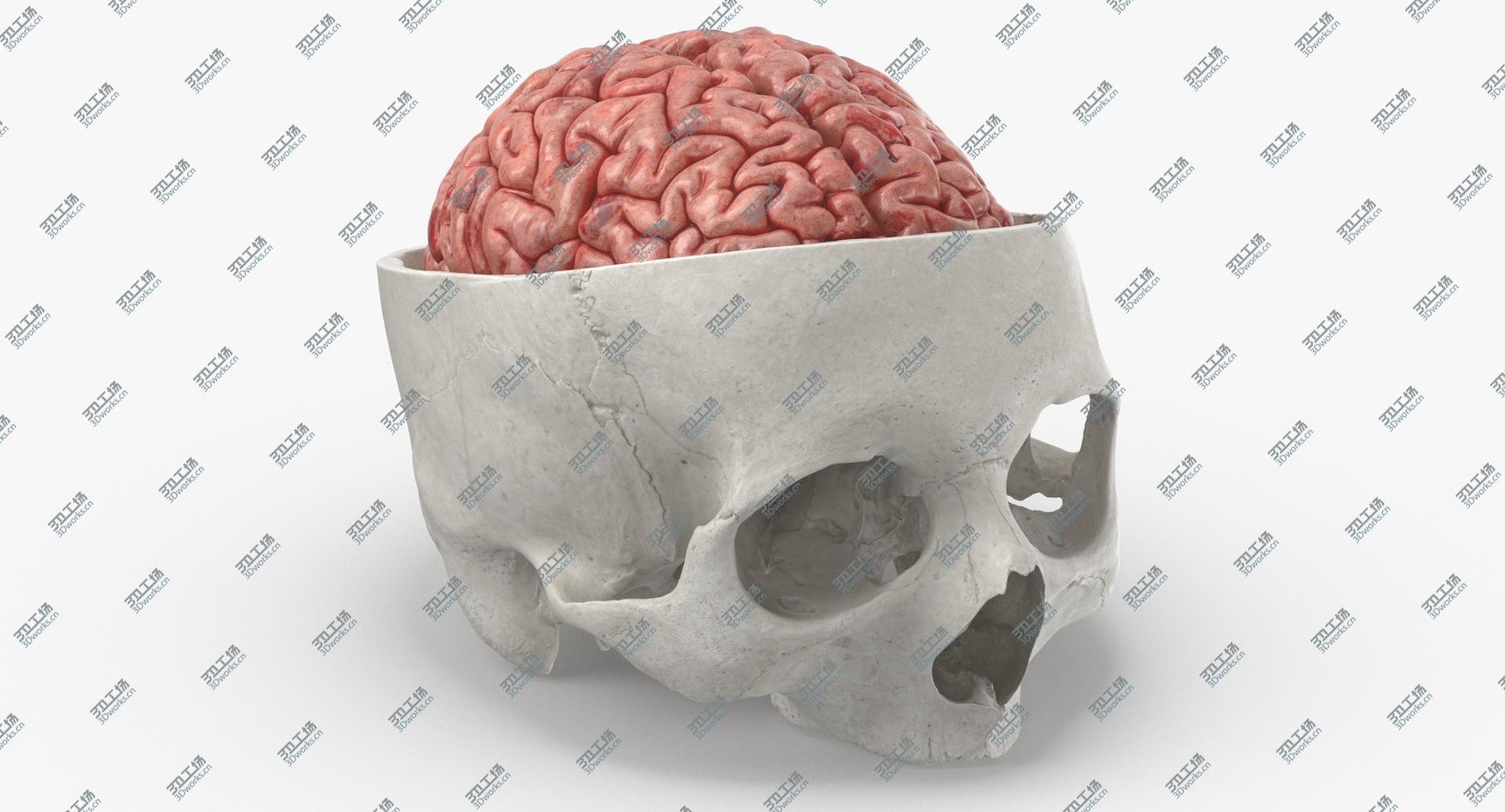 images/goods_img/202104021/3D Real Human Skull Cranial 02 Cut White With Brain Inside model/2.jpg
